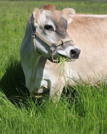 Beautiful jersey family milk cow with tan halter on looking to the right in a lush green pasture