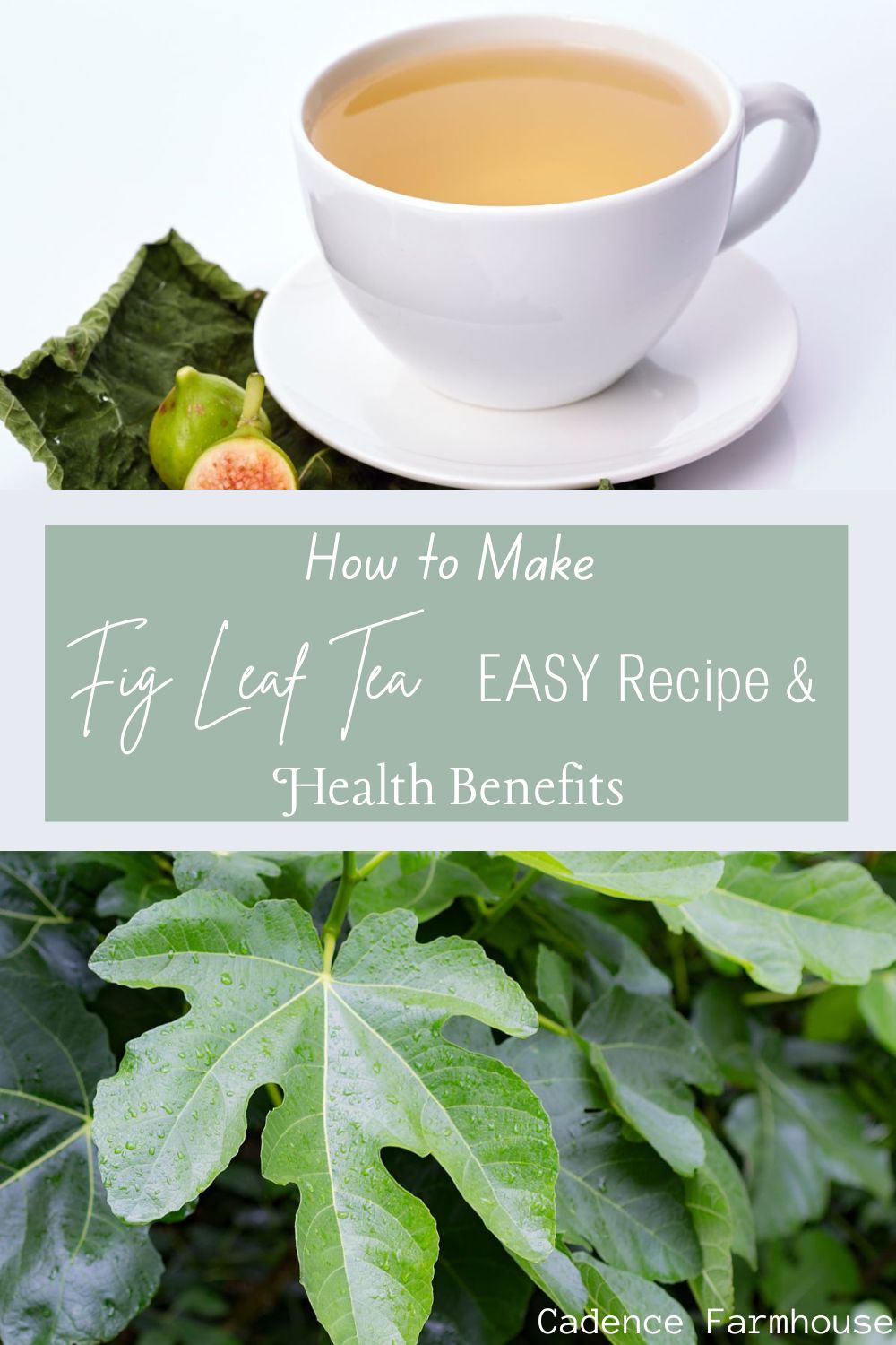How to Make Fig Leaf Tea EASY Recipe & Health Benefits Cadence Farmhouse