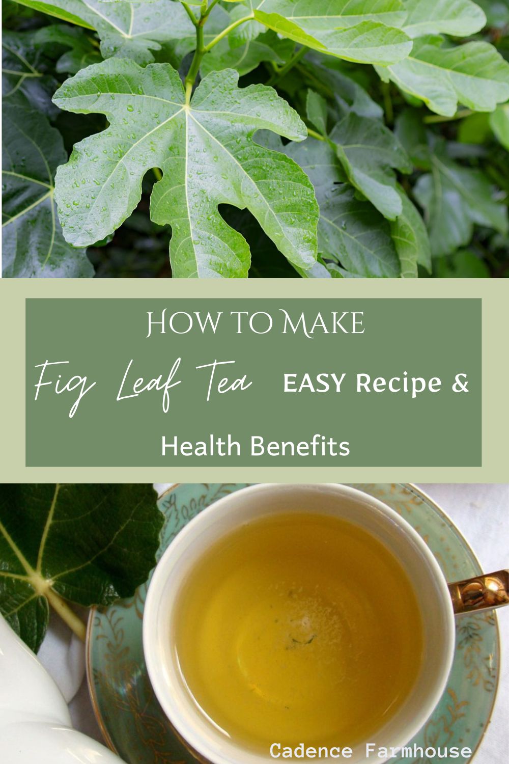 How to Make Fig Leaf Tea EASY Recipe & Health Benefits Cadence Farmhouse